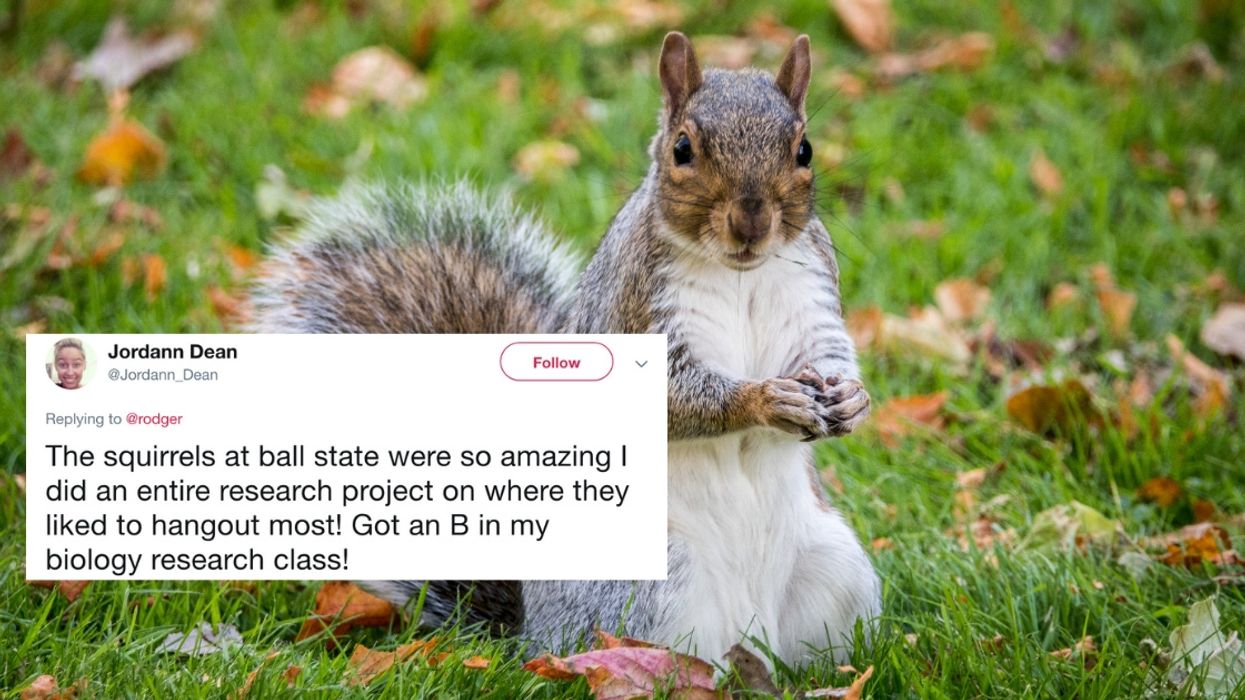 People Are Going Nuts Over This Viral Twitter Thread About Squirrels On College Campuses