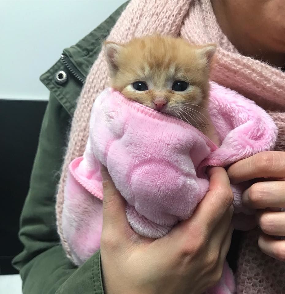 can kittens get colds