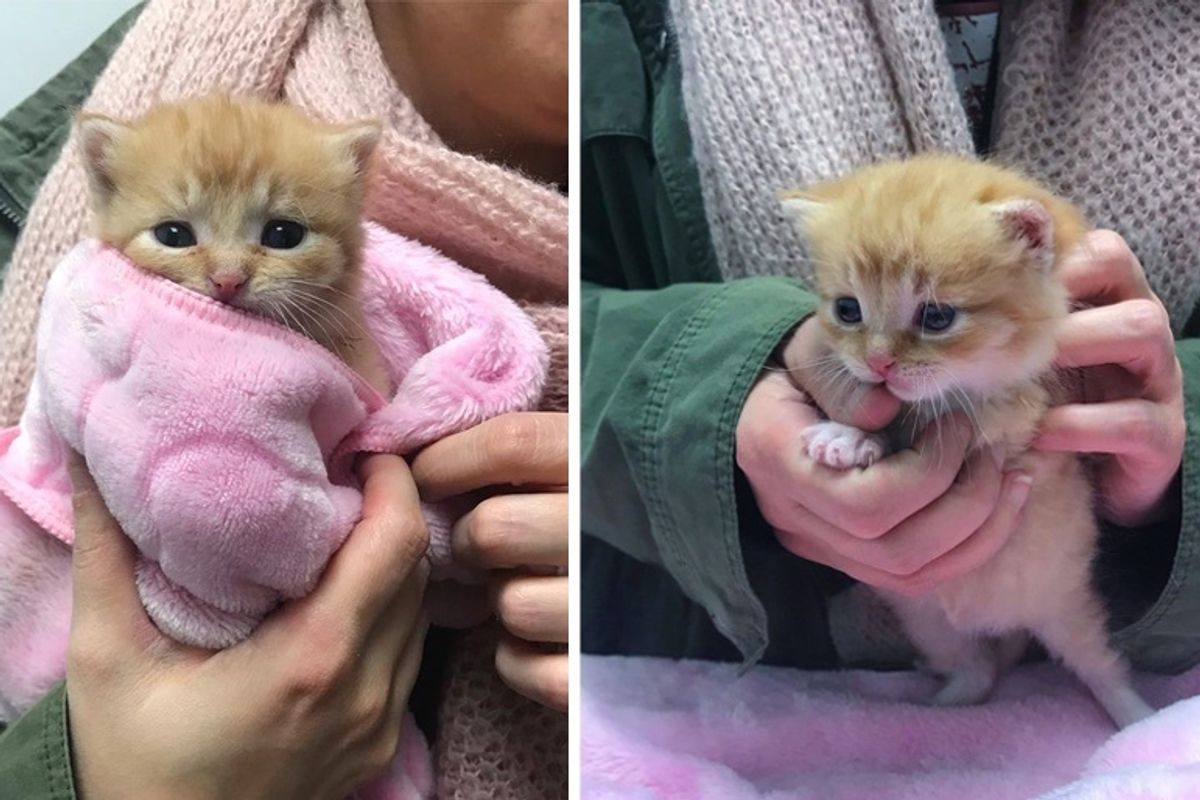 Kitten Saved from Bitter Cold Has Her Life Turned Around This Holiday Season