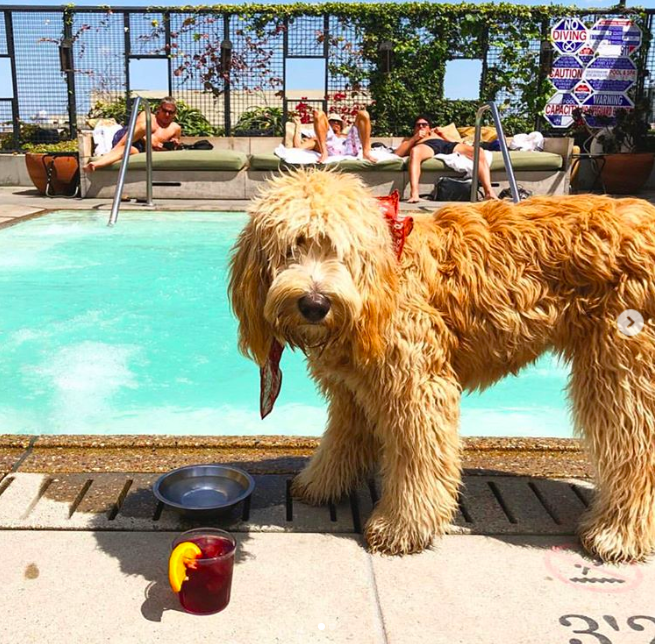 holiday stays with dogs