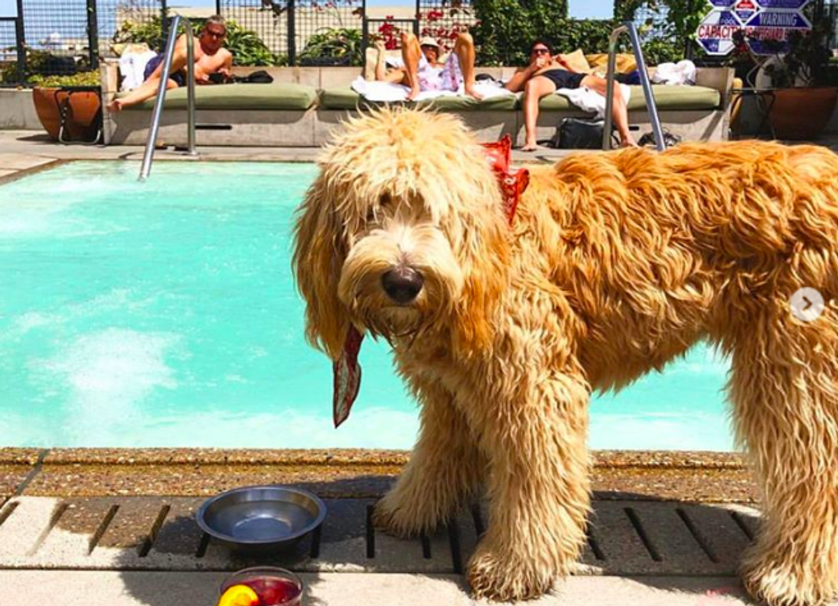 14 Dog Friendly Hotels Down The California Coast 7x7 Bay Area