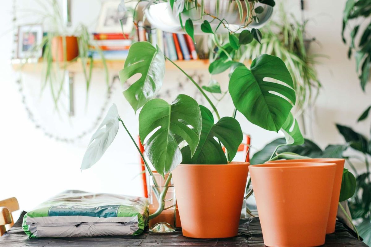 The Best Plants for Low Light or No Light Rooms