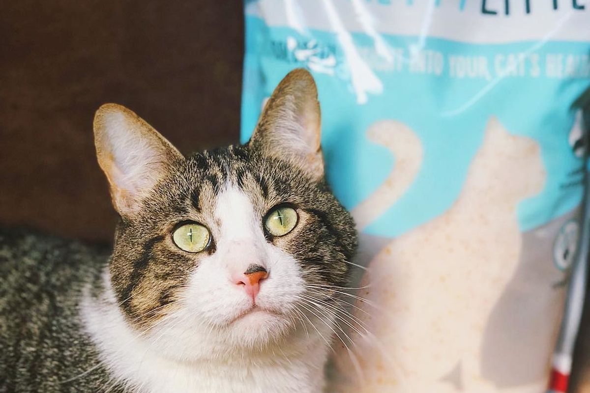 Cat Lovers: Everything You Need to Know About This Awesome Kitty Litter
