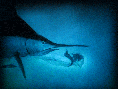 Una trappola d’amore «cucina» il pesce spada
