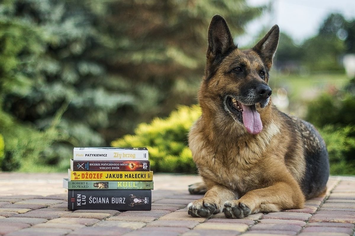 È la libreria il luogo più adatto per portare a spasso i vostri cani