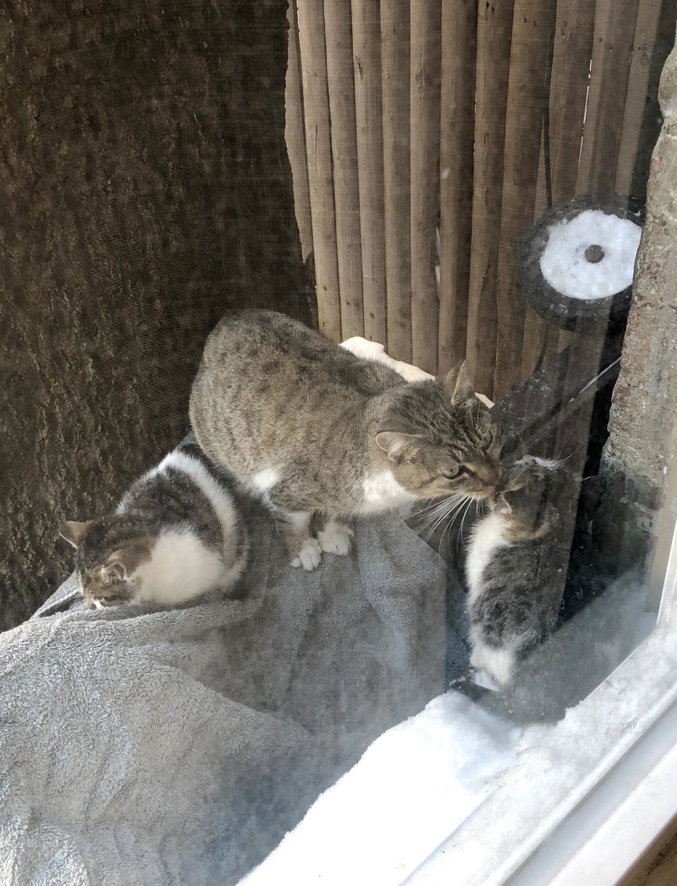 Stray Cat Left Her Kittens to Couple for Help and Came Back During