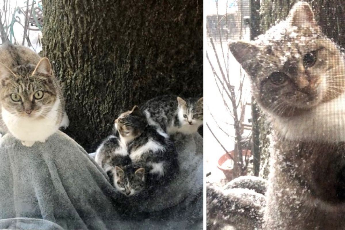 Stray Cat Left Her Kittens to Couple for Help and Came Back During Extreme Cold Weather