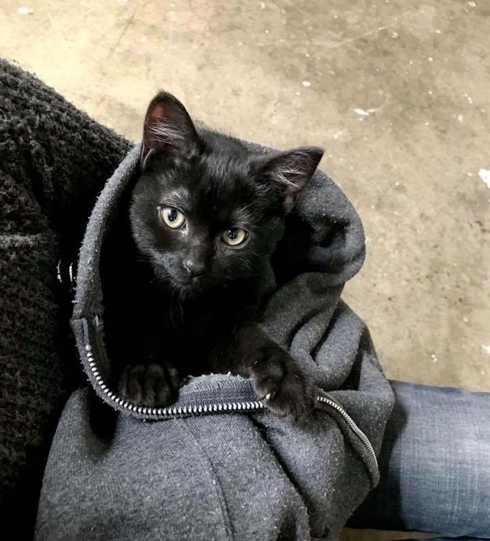 Man Went for a Work Break and Came Back with a Kitten on His Shoulder ...