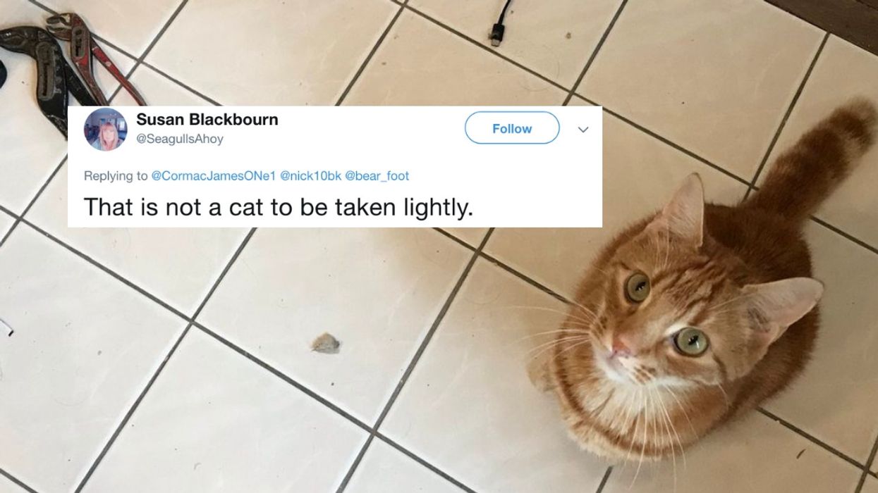 Woman's Amusing Tale Of Her Cat Befriending The Plumber Has Cat Owners Relating Hard