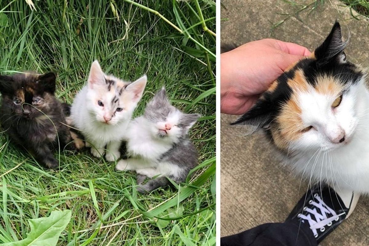 Stray Cat Walks Up to Rescuer and Leads Her to Her Kittens Who Need Help