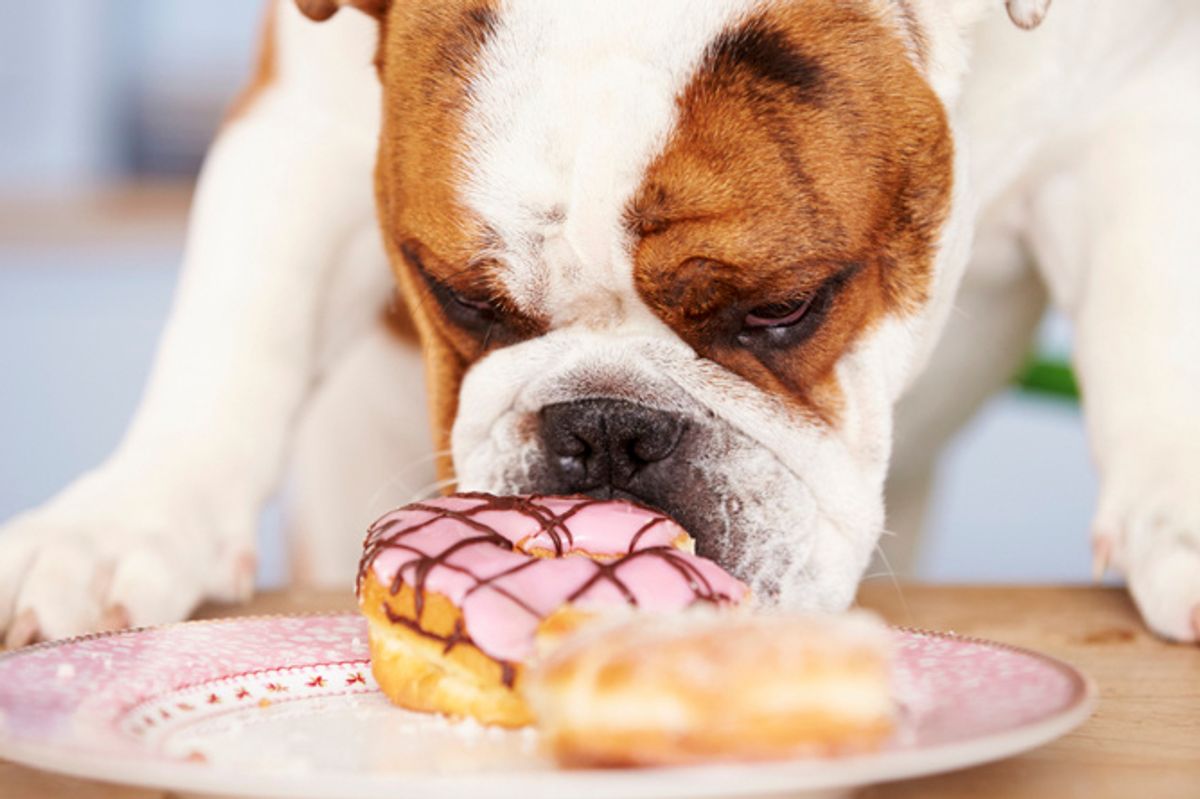 English bulldog sniffing pink donut with frosting