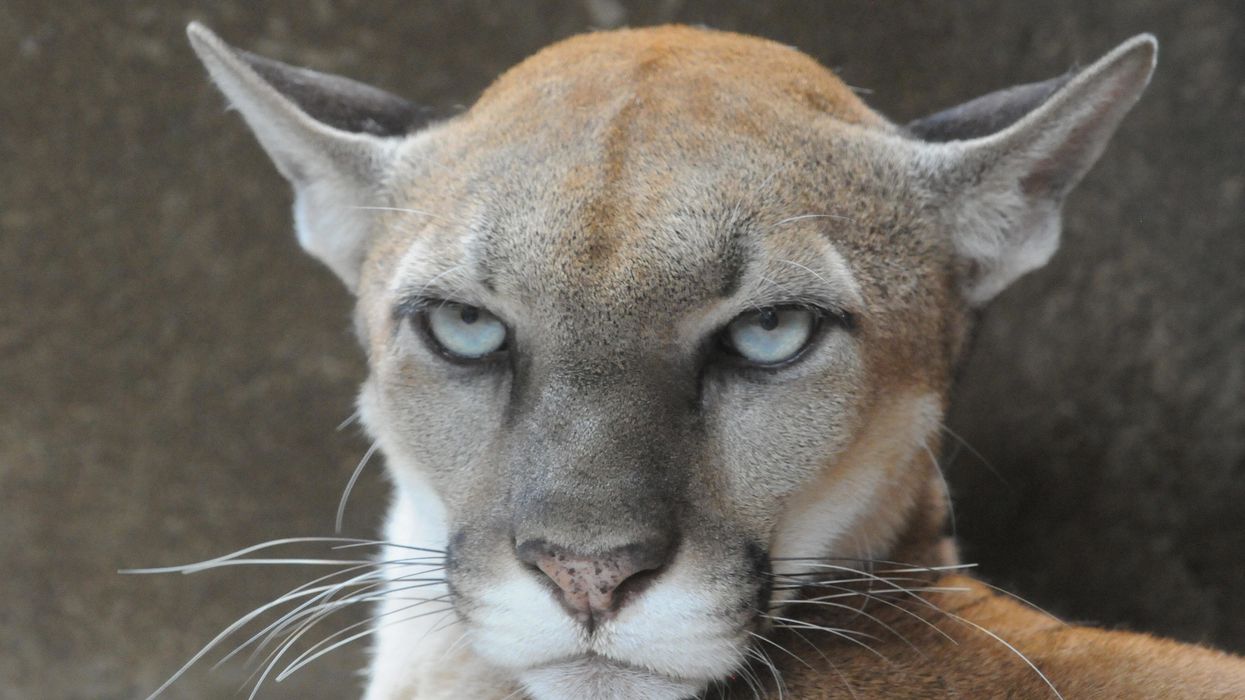 Man chokes out mountain lion, hikes to hospital