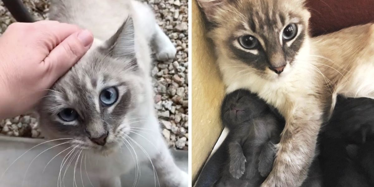 Stray Cat Walks into Family's Home to Have Kittens When She Knows They are Kind Love Meow