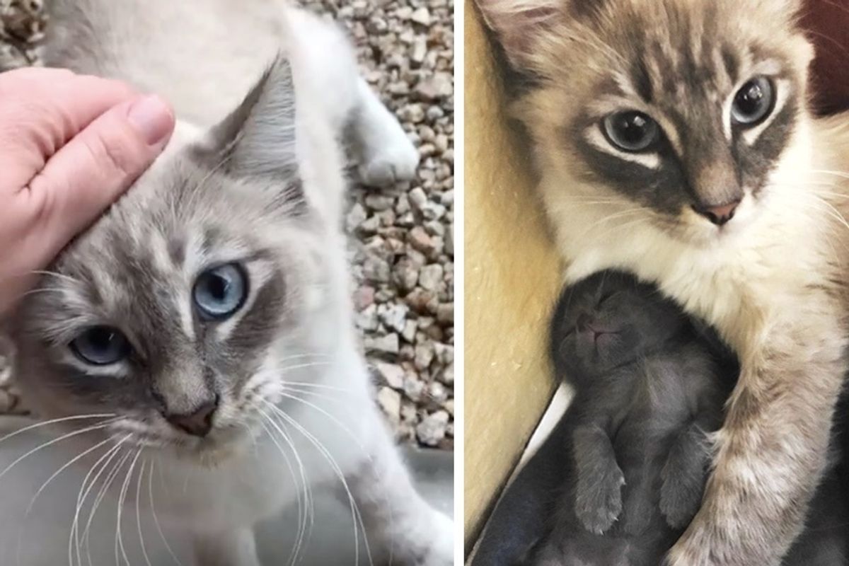 Stray Cat Walks into Family's Home to Have Kittens When She Knows They are Kind