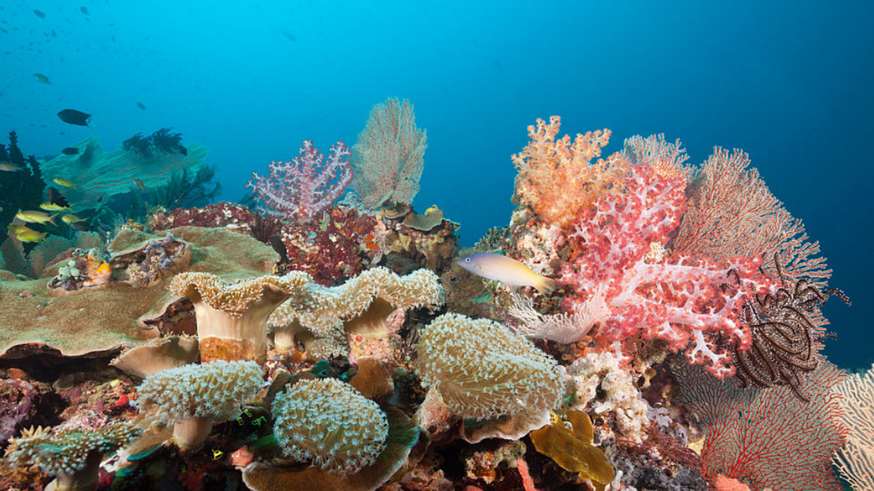 Key West To Institute Ban On Certain Harmful Sunscreen Ingredients In Effort To Protect Coral Reef