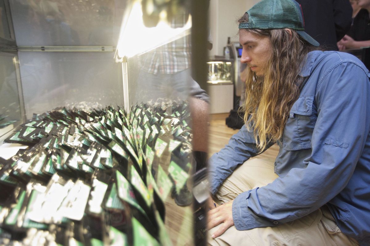 Giro di vite sui negozi di marijuana, confermato l’allarme della «Verità»