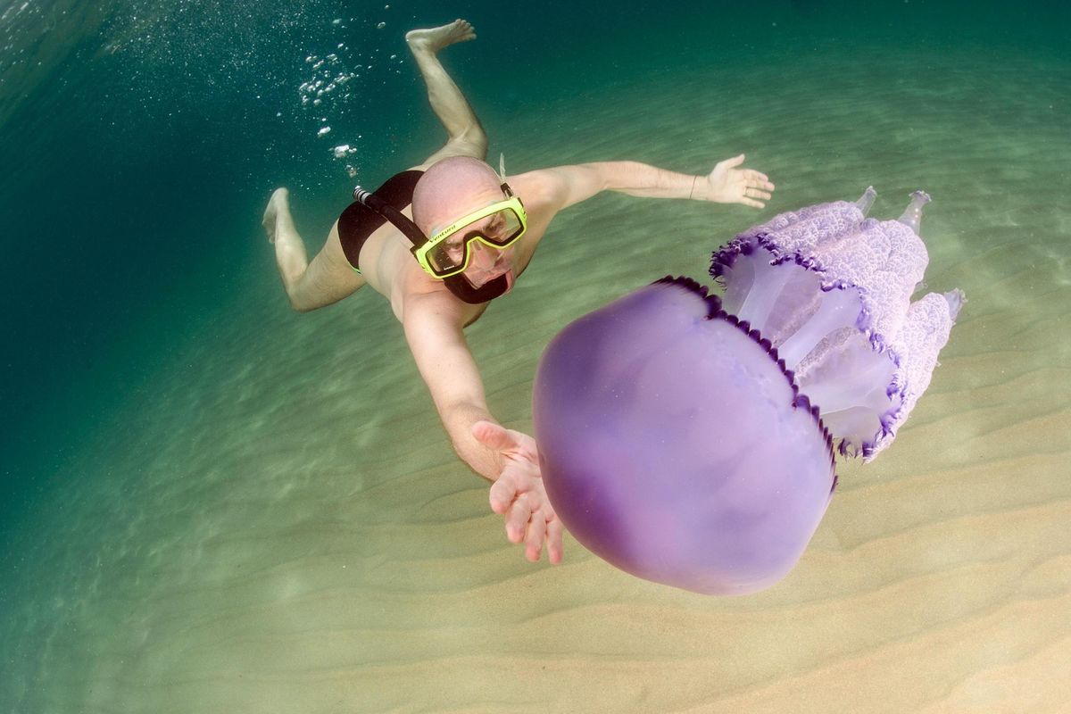 Non è la pipì il rimedio ai dolorosi incontri con alcune creature che abitano il mare