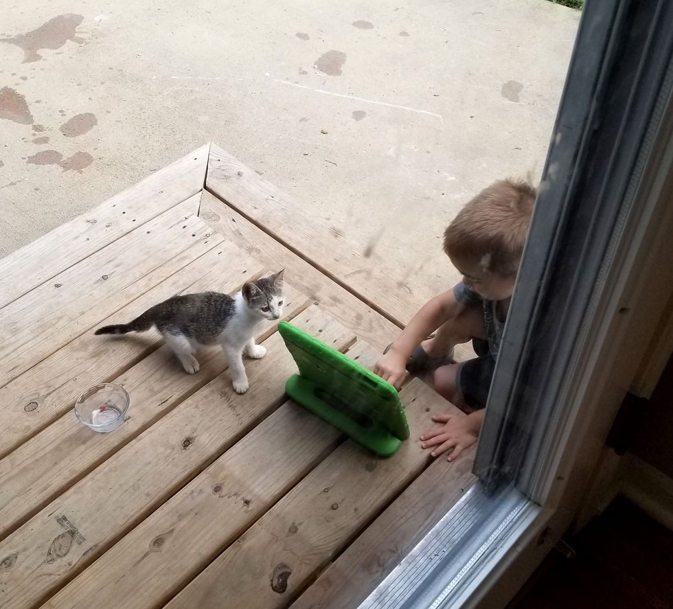 Stray Kitten Sneaks In Family's Yard For Food And Has Her Life Turned 