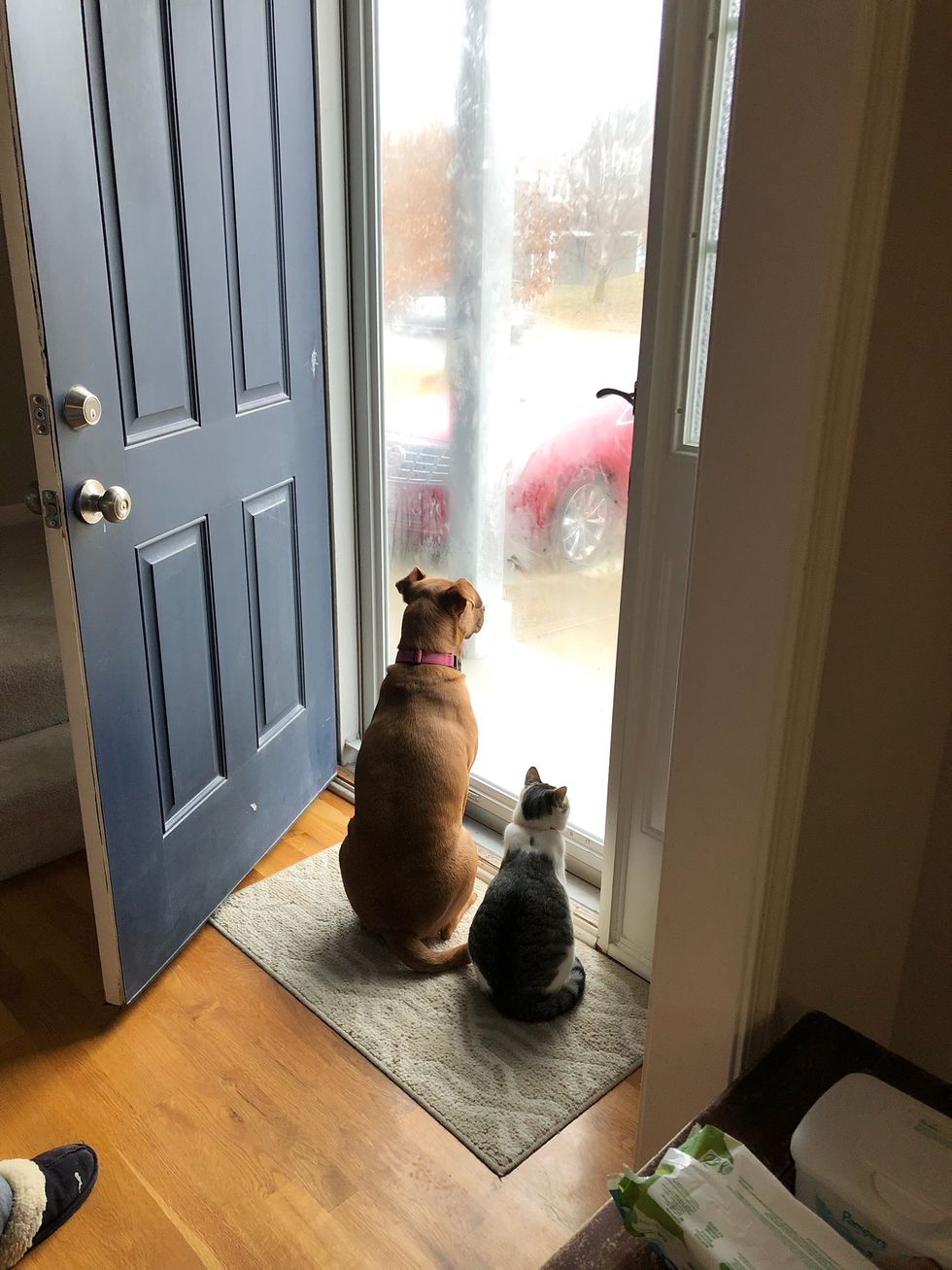 Stray Kitten Sneaks In Family's Yard For Food And Has Her Life Turned 