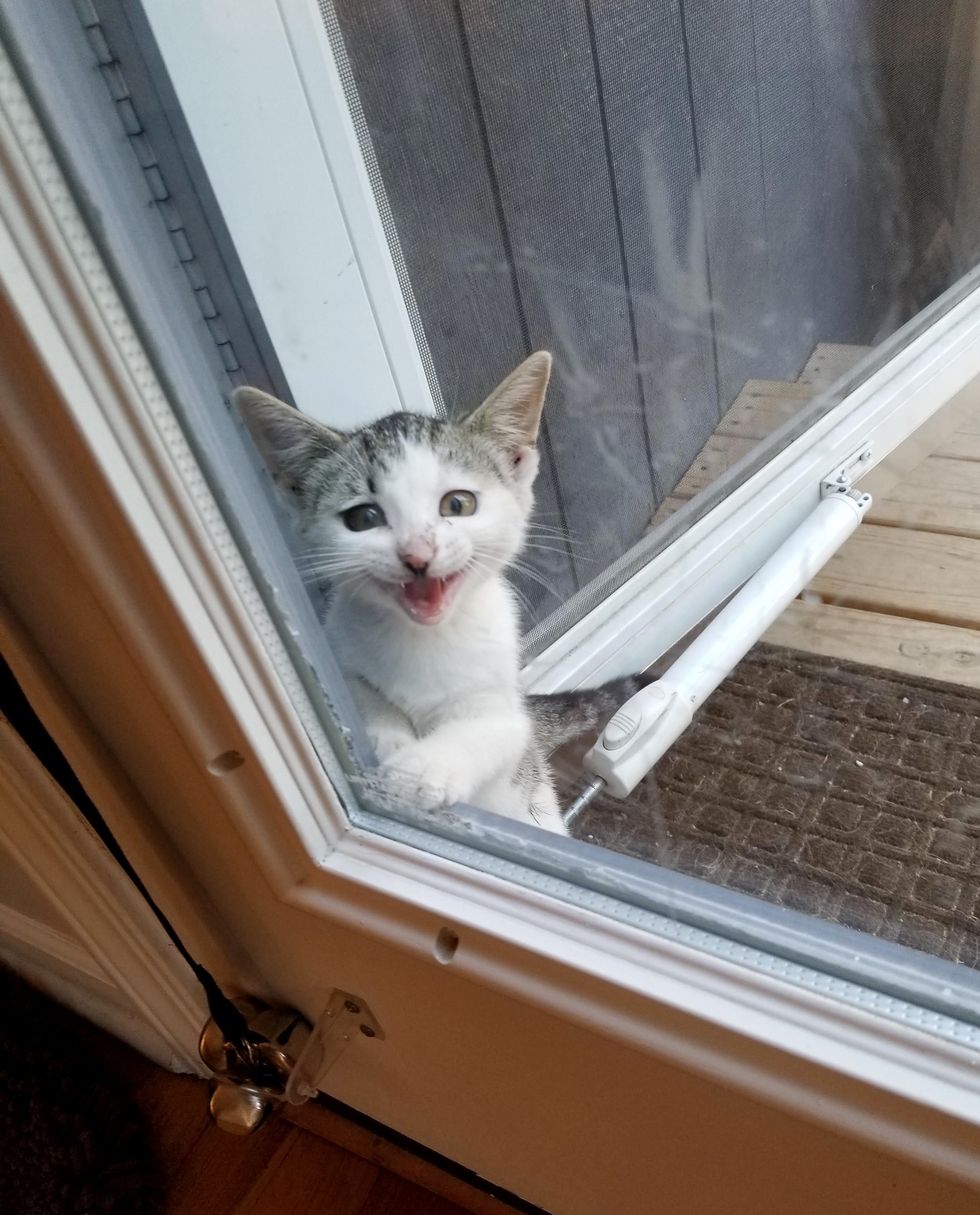 Stray Kitten Sneaks in Family's Yard for Food and Has Her Life Turned ...