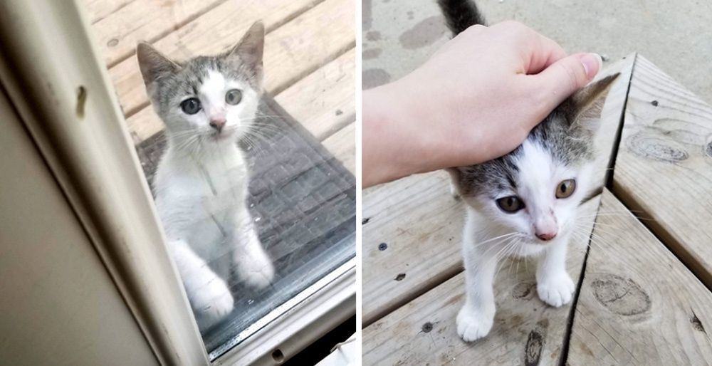 Food for stray outlet kitten