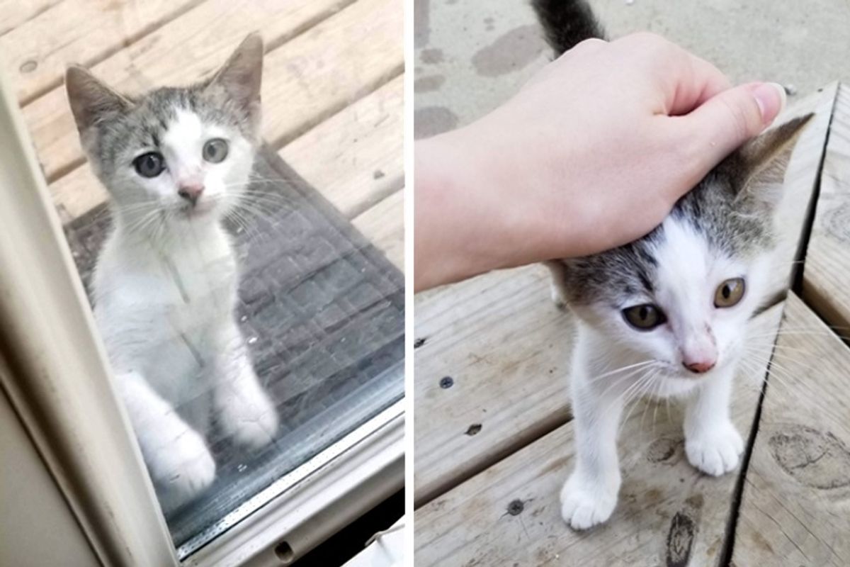 Stray Kitten Sneaks in Family's Yard for Food and Has Her Life Turned Around