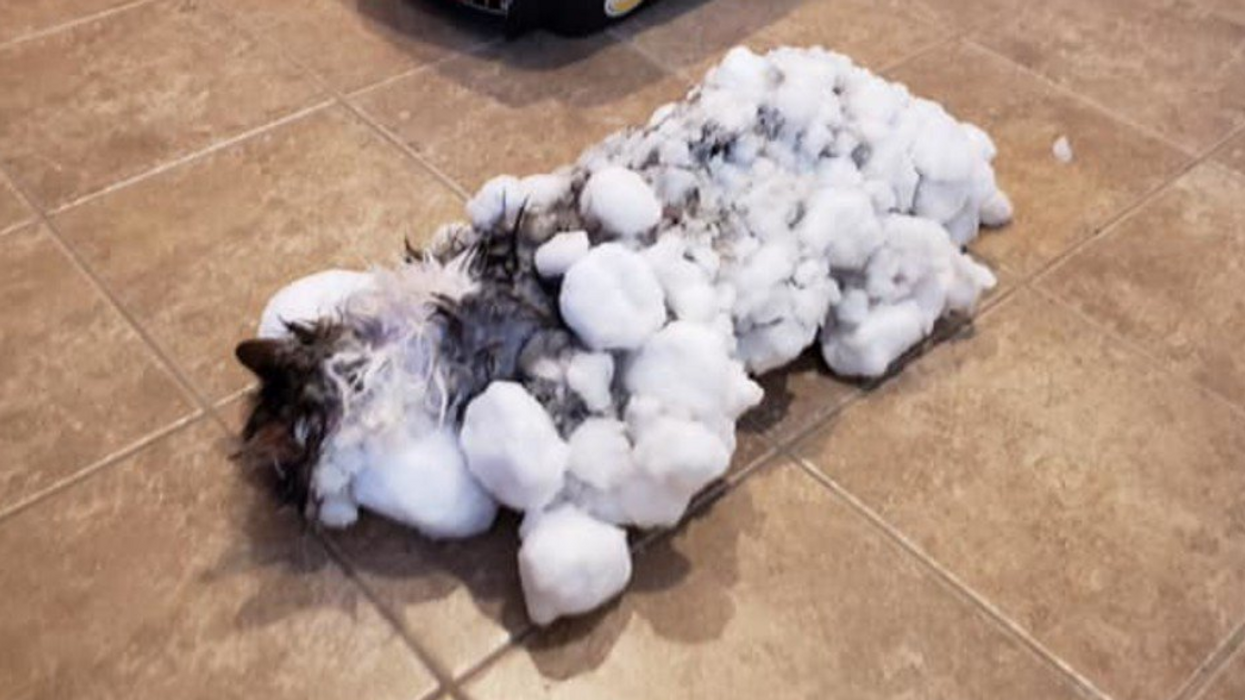 Cat Makes Remarkable Recovery After Being Found 'Essentially Frozen' And Buried Beneath Snow