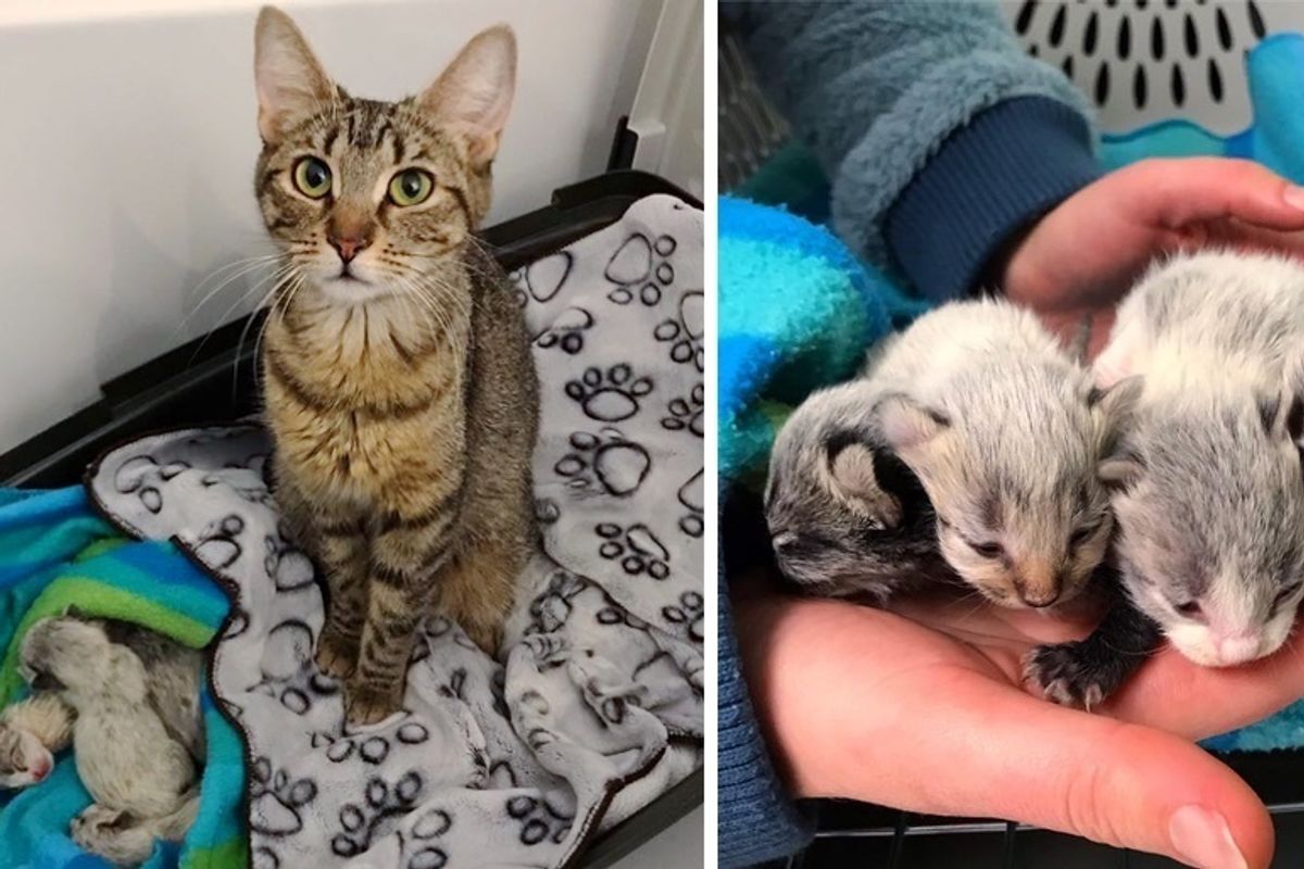 Shelter Cat Gets Help for Her Newborn Kittens When Someone Saves Them Just in Time