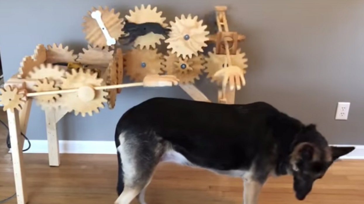 Automatic Dog-Petter Is Hitting All The Right Spots With Pets And Their Owners