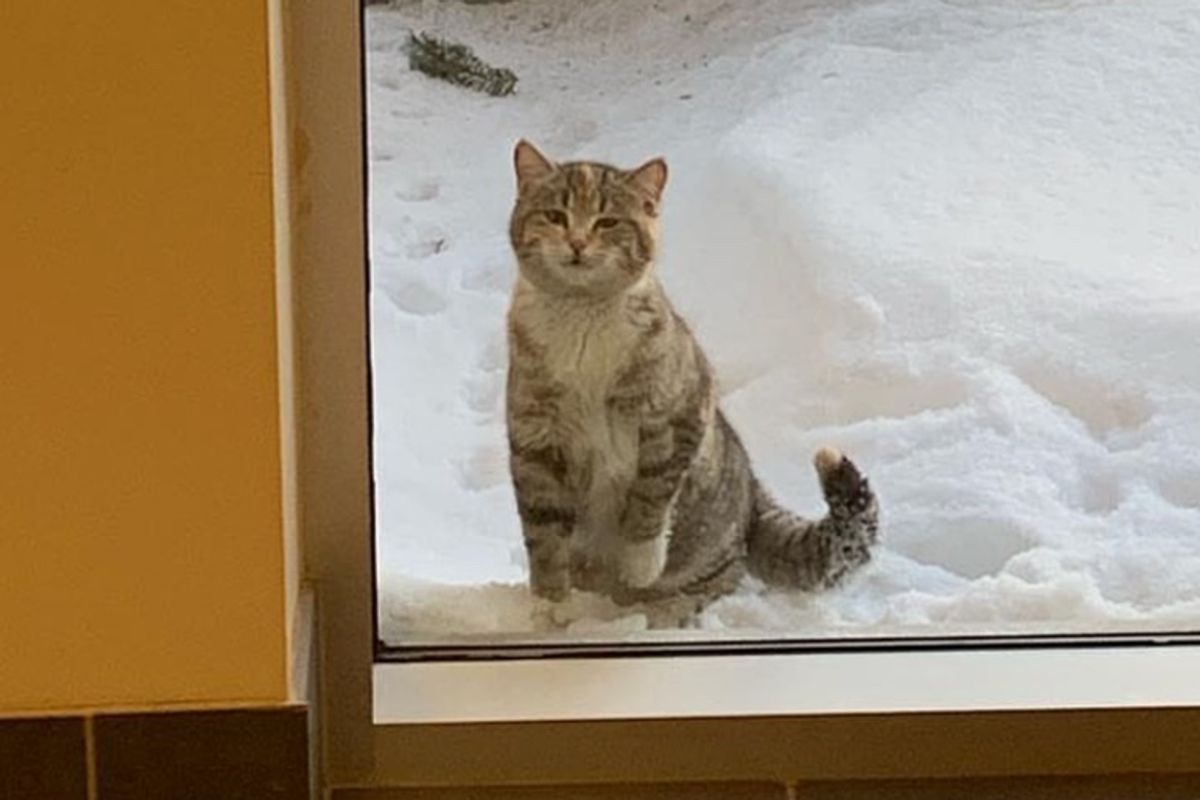 Stray Kitten Wanders to Fire Station on Cold Snowy Day and Asks to Be Let In