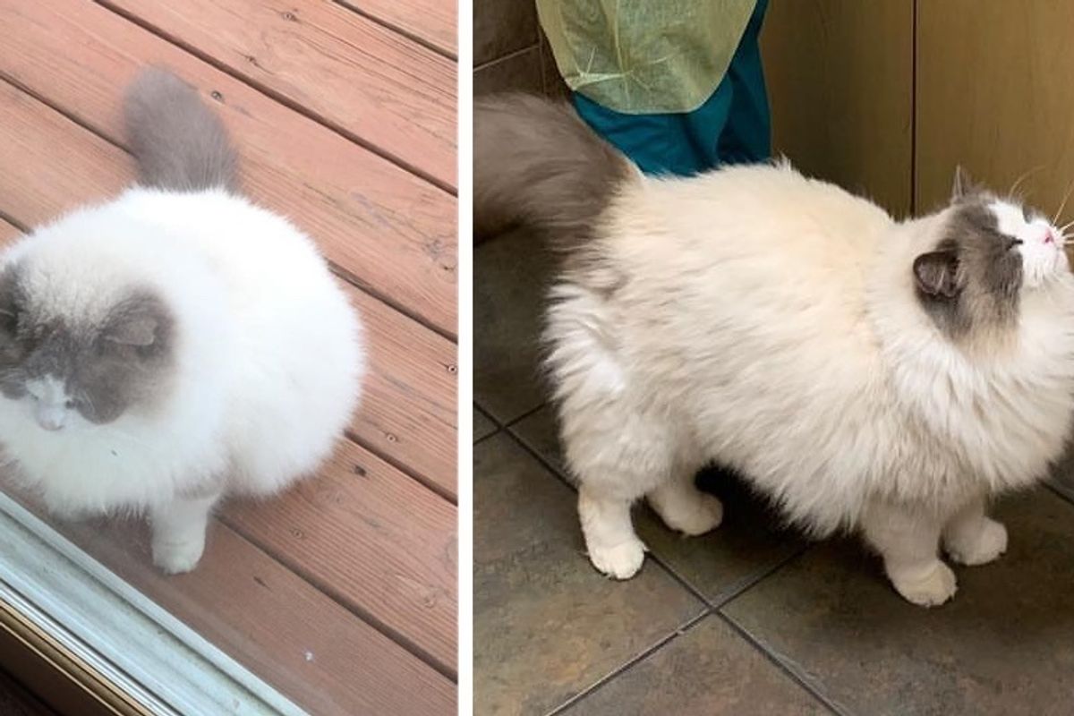 Cat Walks to Neighbor's Home and Finds Kindness After His Own Family Left Him Behind