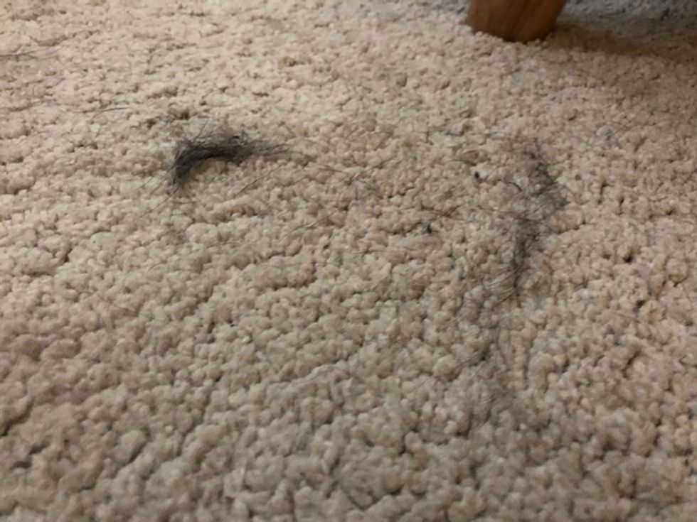 a photo of dog hair on carpet