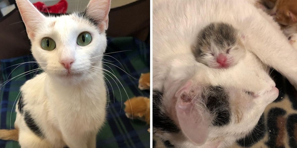 Shelter Cat Finds Help for Her Newborn Kittens a Foster Home Turns