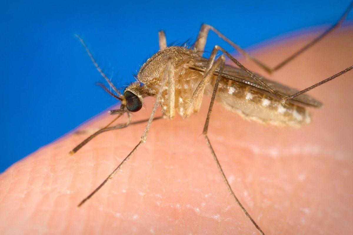 In Emilia Romagna si è taciuto sulle morti causate da West Nile?