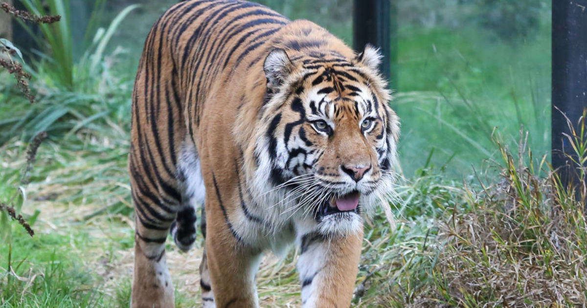 Zoo Devastated After Beloved Tigress Is Killed By New Mate During Their First Meeting