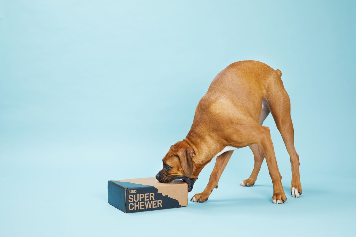barkbox super chewer ad