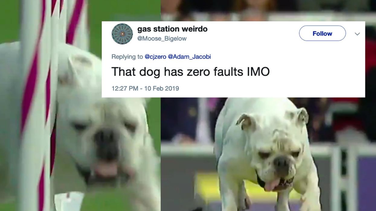 This Energetic Bulldog's Attempt At Westminster's Agility Contest Is A Lesson In Sheer Determination