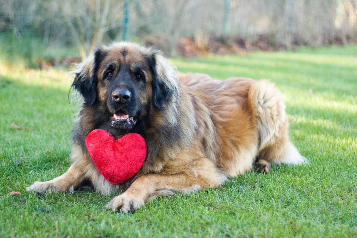 valentine's day pets gifts