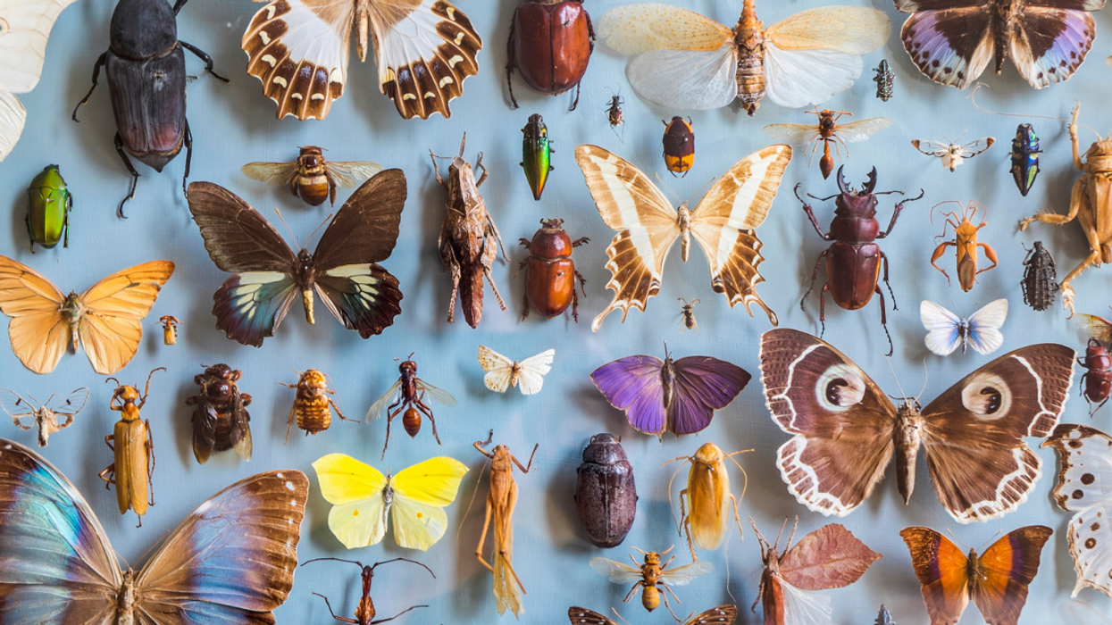 Alarming Study Finds That Insects Could Go Extinct Very Soon With Disastrous Results