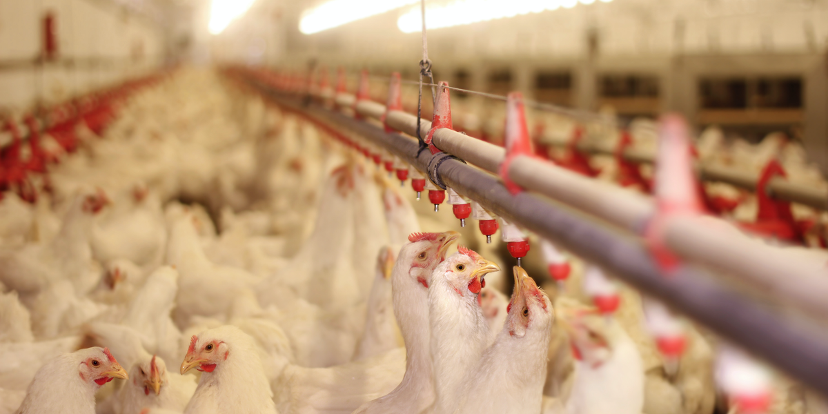 Move over bacon: Poultry farms are taking over North Carolina