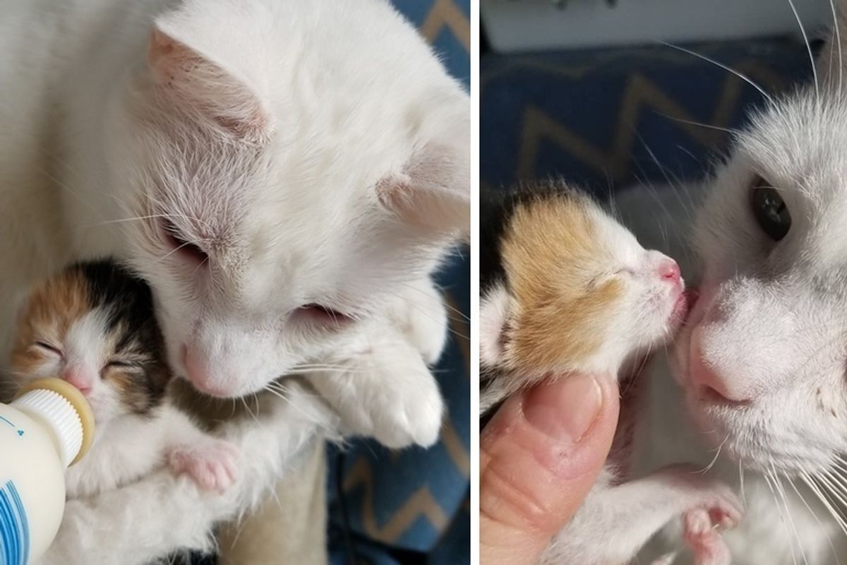 Cat Becomes Dad to Orphaned Kitten Who Lost Her Family, and Helps Save Her Life