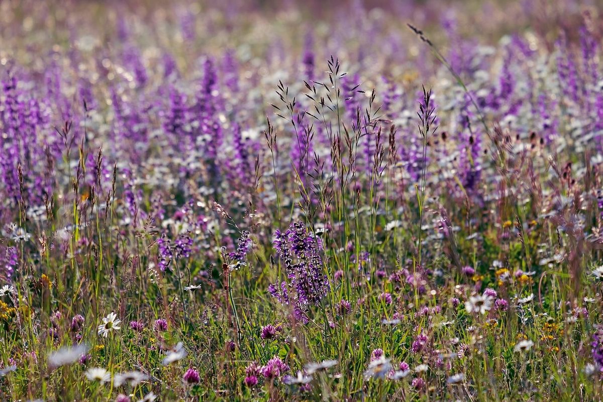 Colto e mangiato. Le erbe selvatiche tornano in cucina
