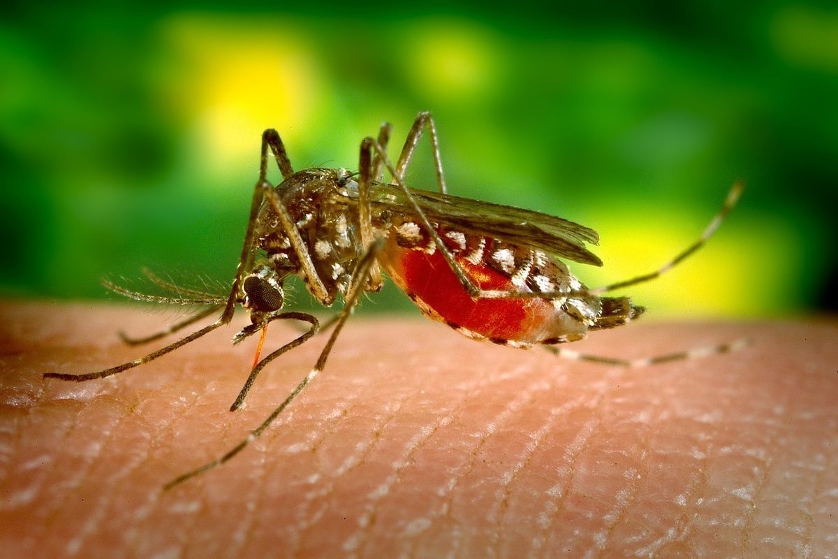 La febbre del Nilo vi mette paura? Ecco tutto quello che c’è da sapere