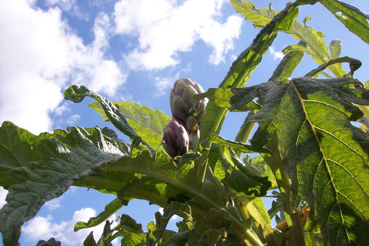 Il Re carciofo. Le mille ricette del «fiore dell’orto» che domina su ogni tavola italiana