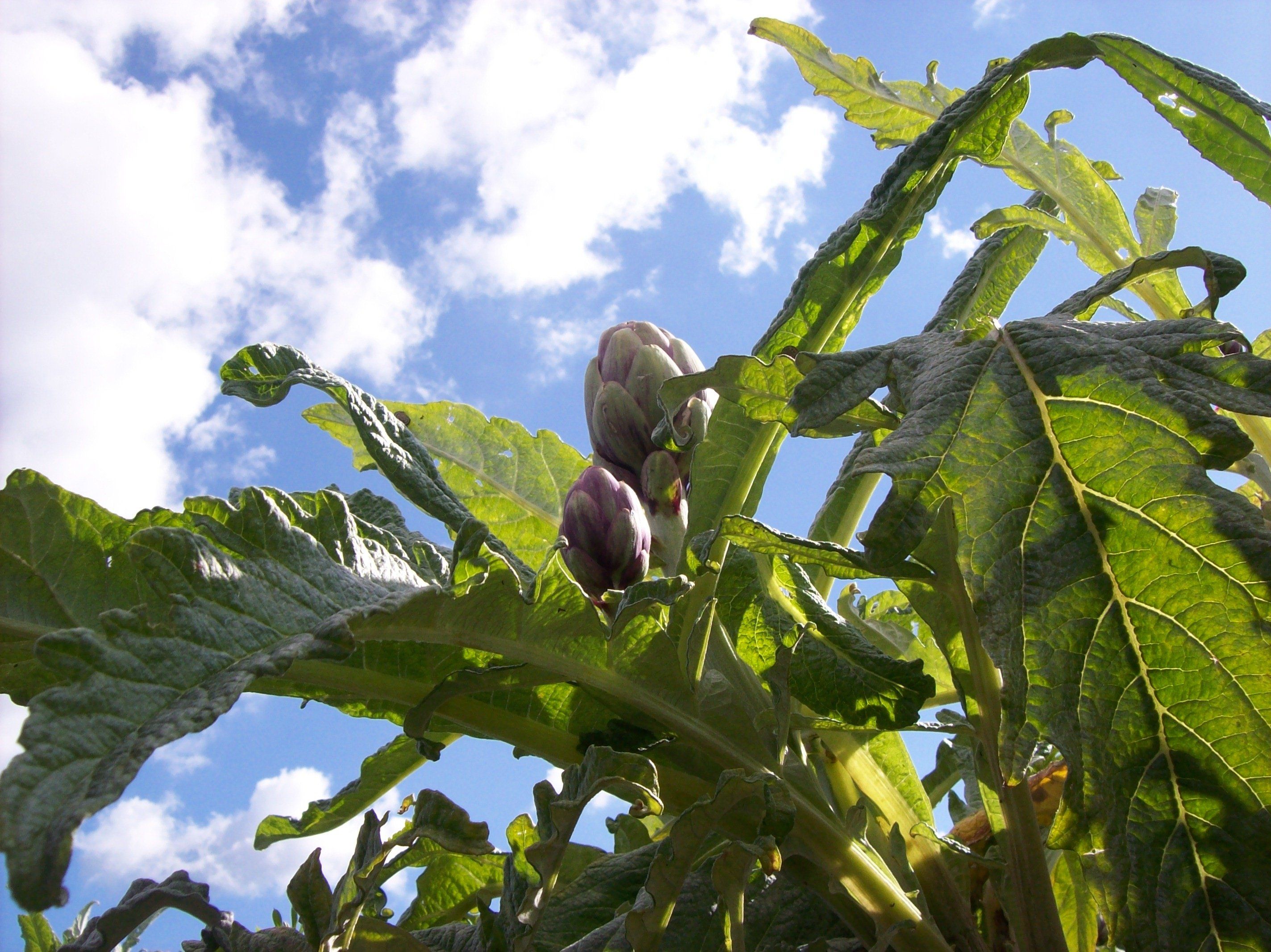 Il Re carciofo. Le mille ricette del «fiore dell’orto» che domina su ogni tavola italiana