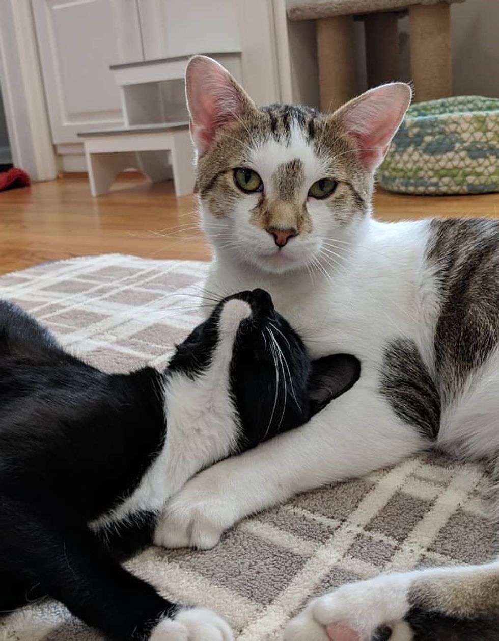 Rescued Cat Dad Stays By Mom's Side As Their Kittens Are Born Right ...