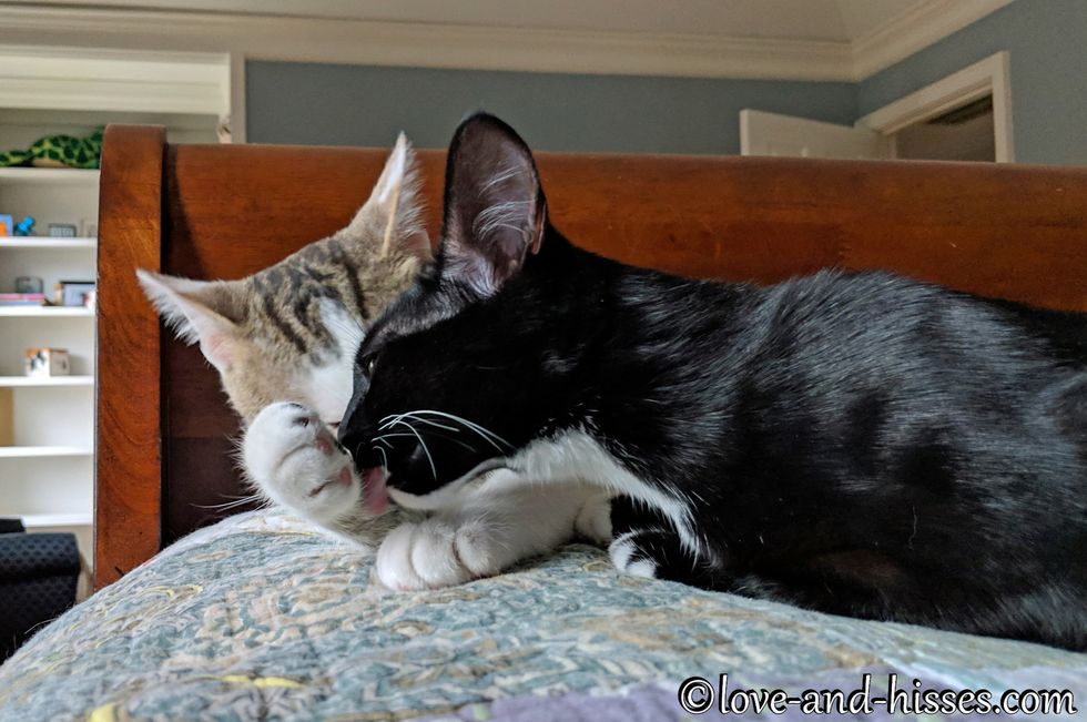 Rescued Cat Dad Stays By Mom's Side As Their Kittens Are Born Right ...