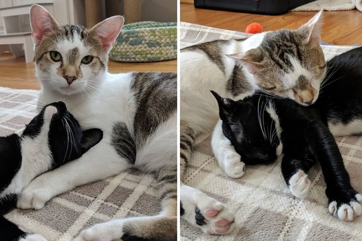 Rescued Cat Dad Stays By Mom's Side As Their Kittens Are Born Right Before Valentine's Day