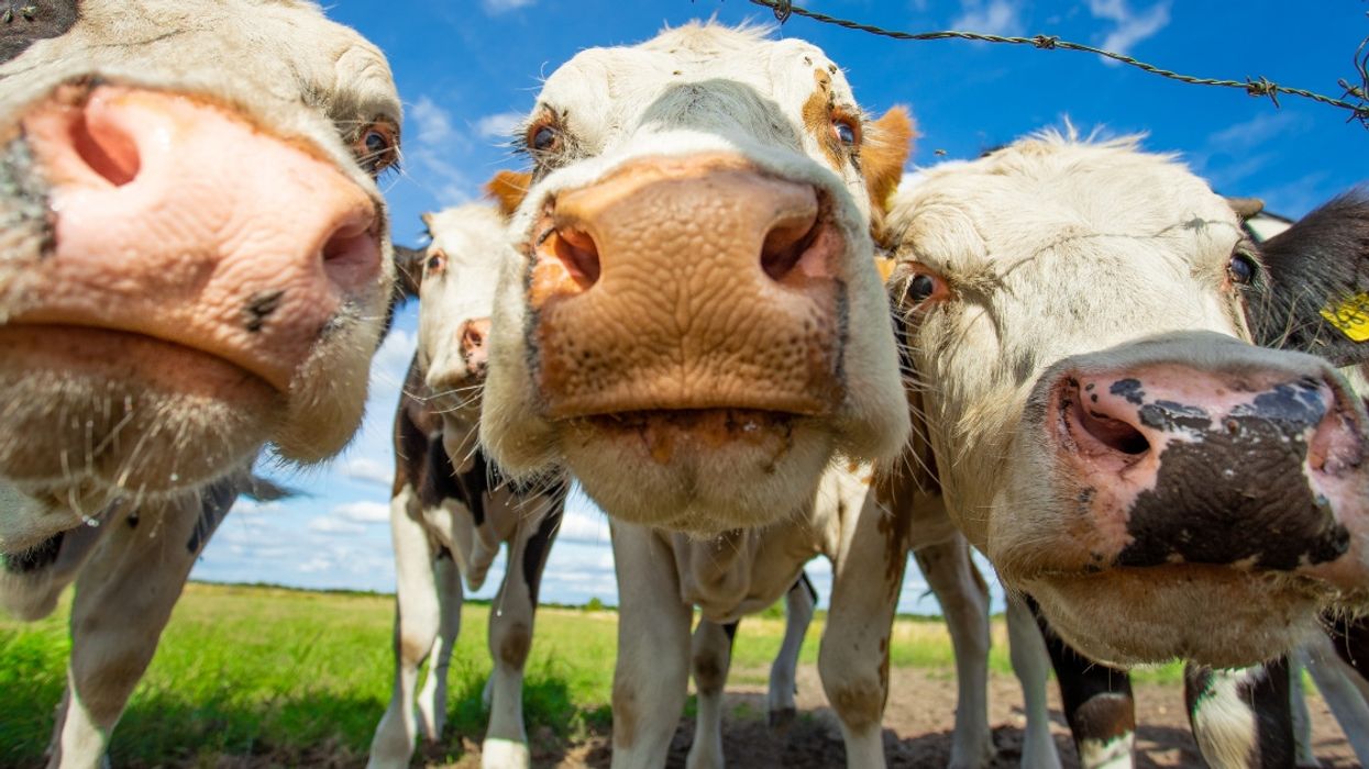 There's Now A Tinder-Like App For Cows Searching For Their Perfect Match
