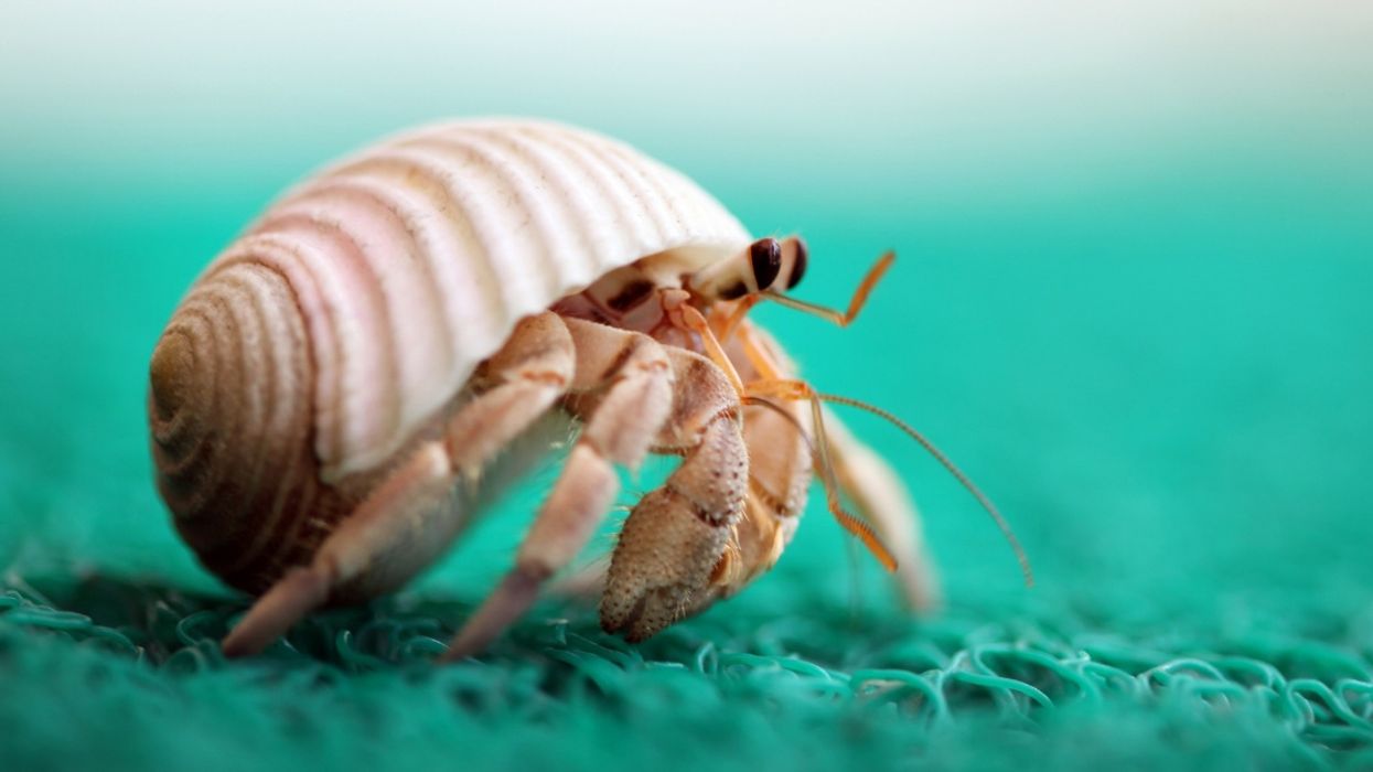 Turns Out Hermit Crabs Are Extraordinarily Well-Endowed—Here's Why